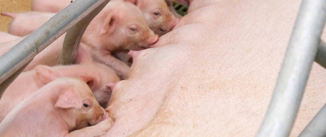 Suckling-piglets-NV-00770